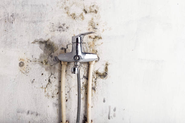 Best Fast Mold Removal  in Lake Hamilton, AR