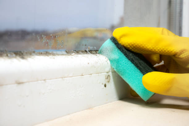 Best Commercial Mold Removal  in Lake Hamilton, AR