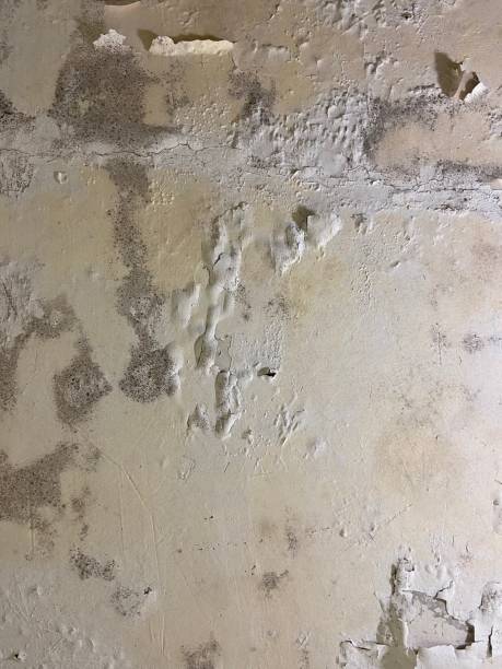 Best Residential Mold Removal  in Lake Hamilton, AR
