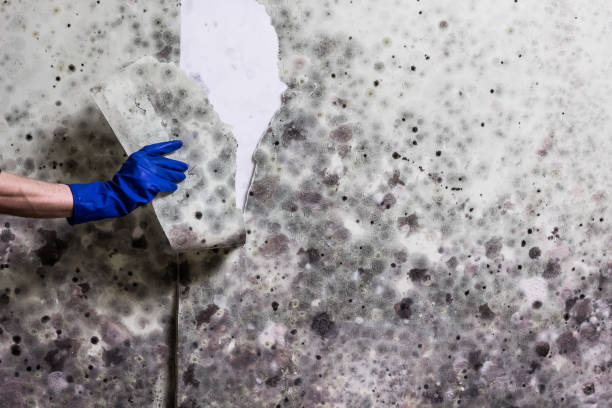 Best Best Mold Removal Companies  in Lake Hamilton, AR