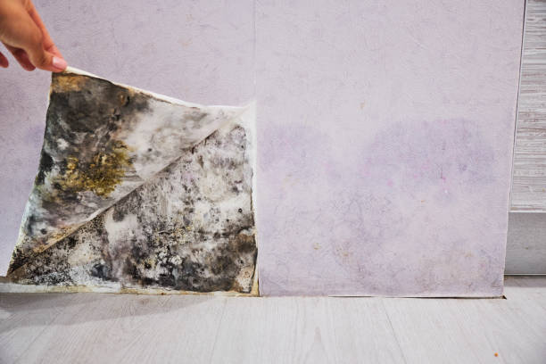 Best Home Mold Removal  in Lake Hamilton, AR